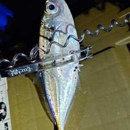 アジ