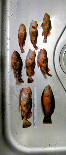 カサゴの釣果