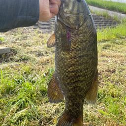 スモールマウスバス