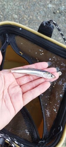イワシの釣果