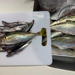 コノシロ