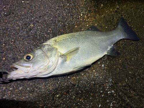 ヒラスズキの釣果