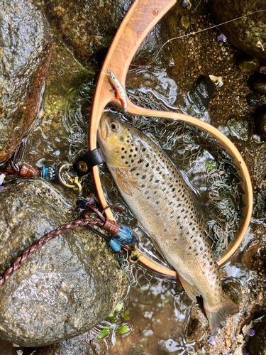ブラウントラウトの釣果