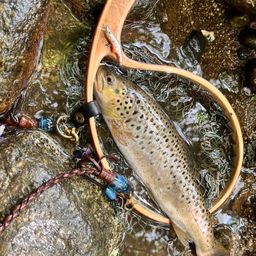 ブラウントラウト