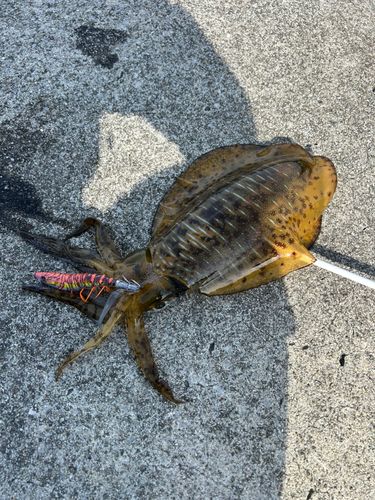 アオリイカの釣果