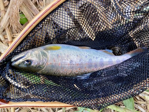 アマゴの釣果