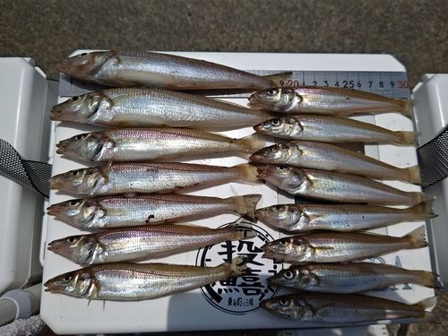キスの釣果