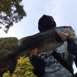 ブラックバス