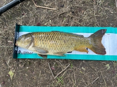 コイの釣果