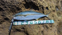 ヒラマサの釣果