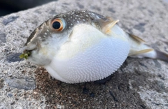 フグの釣果