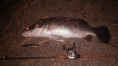 アカメの釣果