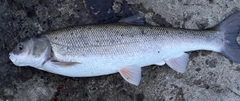 マルタウグイの釣果
