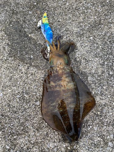 アオリイカの釣果