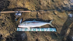 ヒラマサの釣果