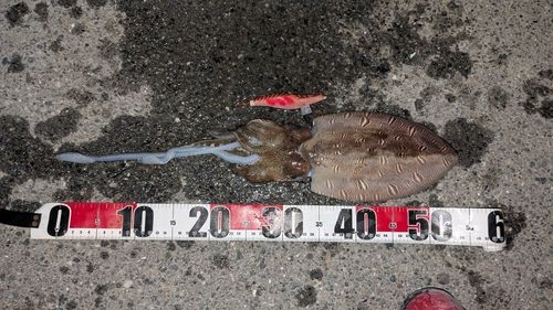 カミナリイカの釣果