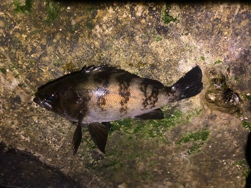 クロメバルの釣果