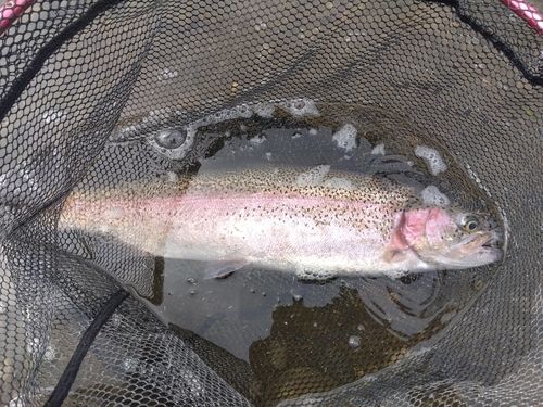 ニジマスの釣果