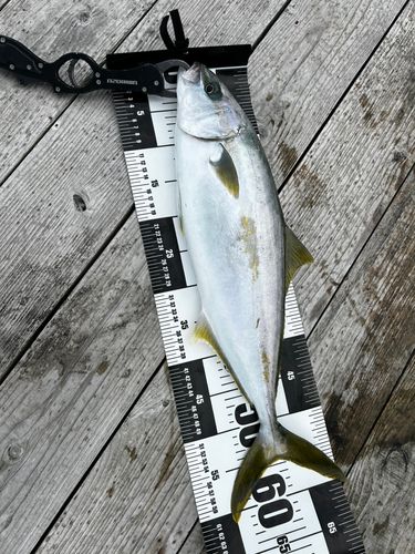 ヒラマサの釣果