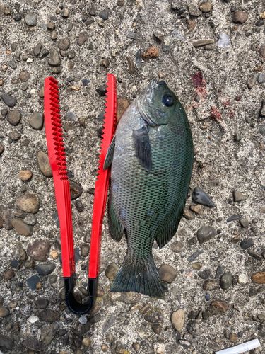 釣果