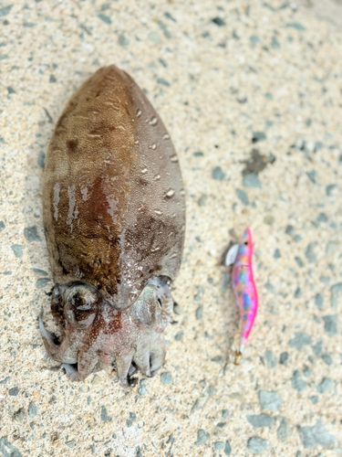 モンゴウイカの釣果
