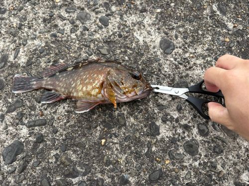 カサゴの釣果