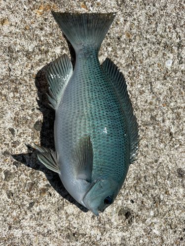 グレの釣果