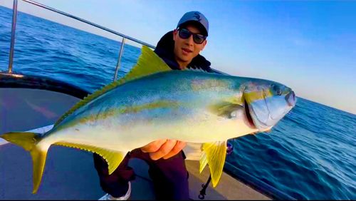 ヒラマサの釣果