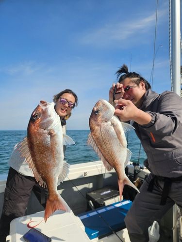 マダイの釣果