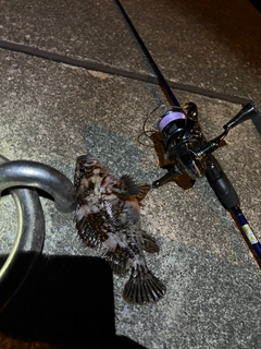 ソイの釣果