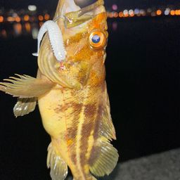 シマソイ
