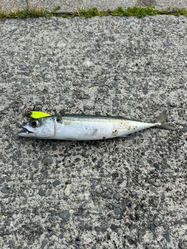 サバの釣果