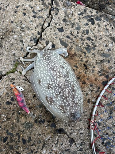 シリヤケイカの釣果