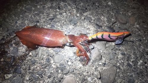 ケンサキイカの釣果