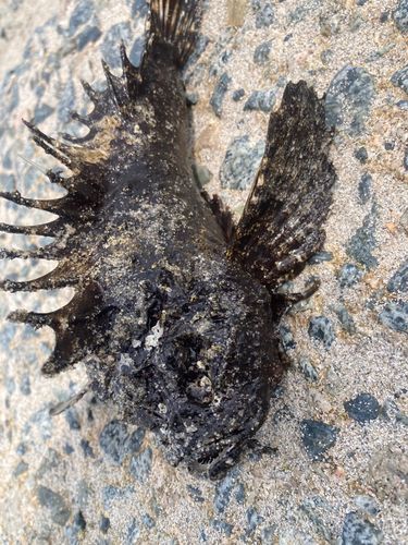 オニオコゼの釣果