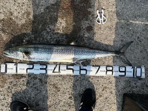 サワラの釣果