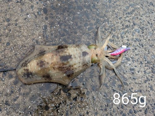 アオリイカの釣果