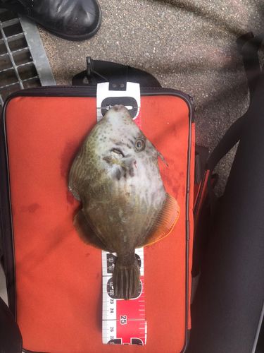 カワハギの釣果