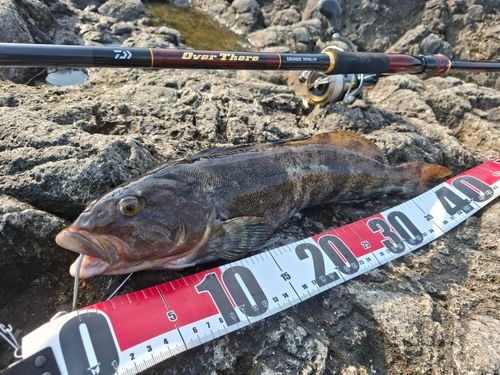 アイナメの釣果