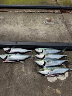 イナダの釣果