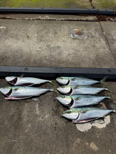 イナダの釣果