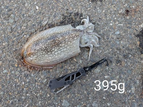 コウイカの釣果