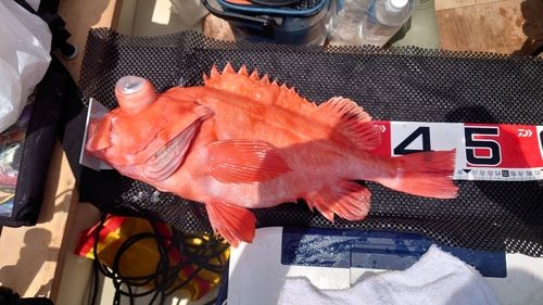 アコウダイの釣果