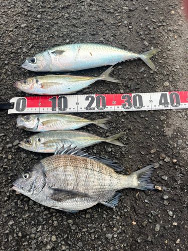 クロダイの釣果