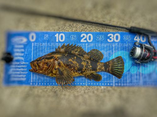 ベッコウゾイの釣果