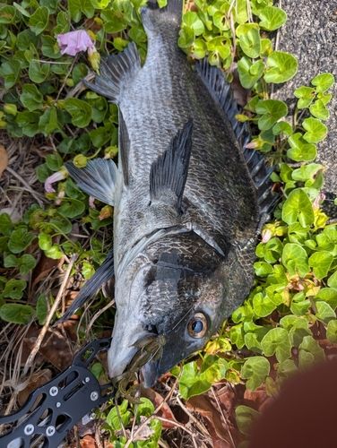 チヌの釣果