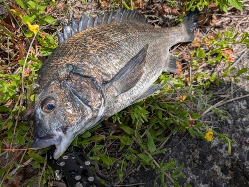 チヌの釣果