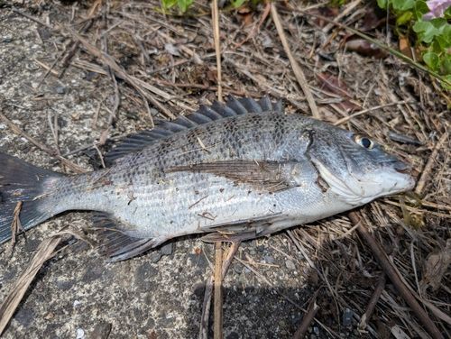 チヌの釣果