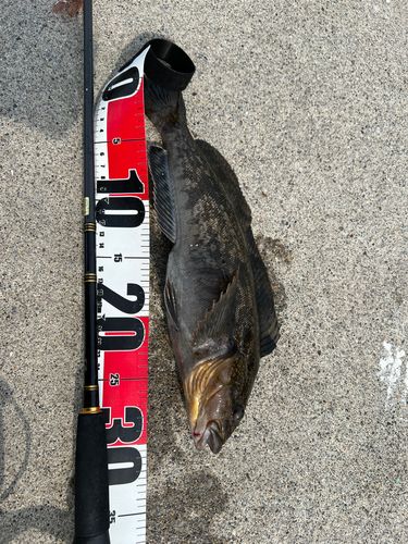 アブラコの釣果