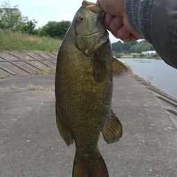 スモールマウスバス